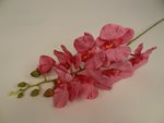 Orchidej zářivá růžová 76 cm