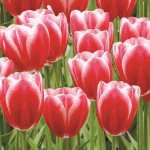 Ubrousky Maki Red Tulips Power, 33 x 33 cm NE