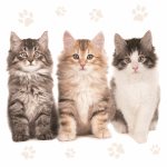 Ubrousky Maki Three Beautiful Cats, 33 x 33 cm, 3vr., 20ks