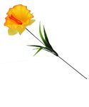 Narcis jednotlivý s lístky, v. 40 cm