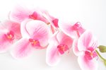 Orchidej růžovo-bílá 103 cm