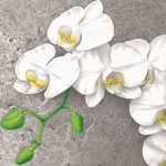 Ubrousky Maki White Orchid on Concrete Background, 33 x 33 cm