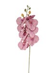 Orchidej žíhaná růžová 76 cm