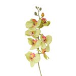 Orchidej zelená 76 cm