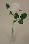 Růže bílá 50 cm