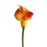 Kala červeno-žlutá 74cm