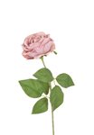 Růže sametová starorůžová 67cm