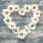 Ubrousky Maki Daisy Hearts on Old Wooden Background, 33 x 33 cm, 3vr., 20ks