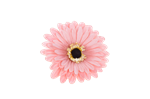 Květ gerbera 11cm