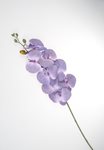 Orchidej fialová 90 cm