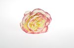 Květ růže Mary Rose 11cm