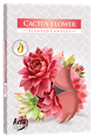 Svíčka čajová CACTUS FLOWERS 6ks G NE