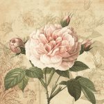 Ubrousky Maki Vintage Rose with Buds, 33 x 33 cm, 3vr., 20ks