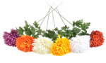 Chryzantéma - mix barev 73cm